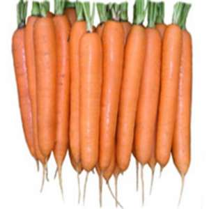 Елеганза F1 - морква, 100 000 насінин 2,0-2,2, Nunhems (Нунемс) Голандія фото, цiна